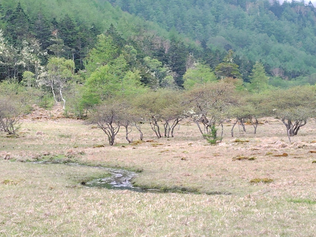 大阿原湿原