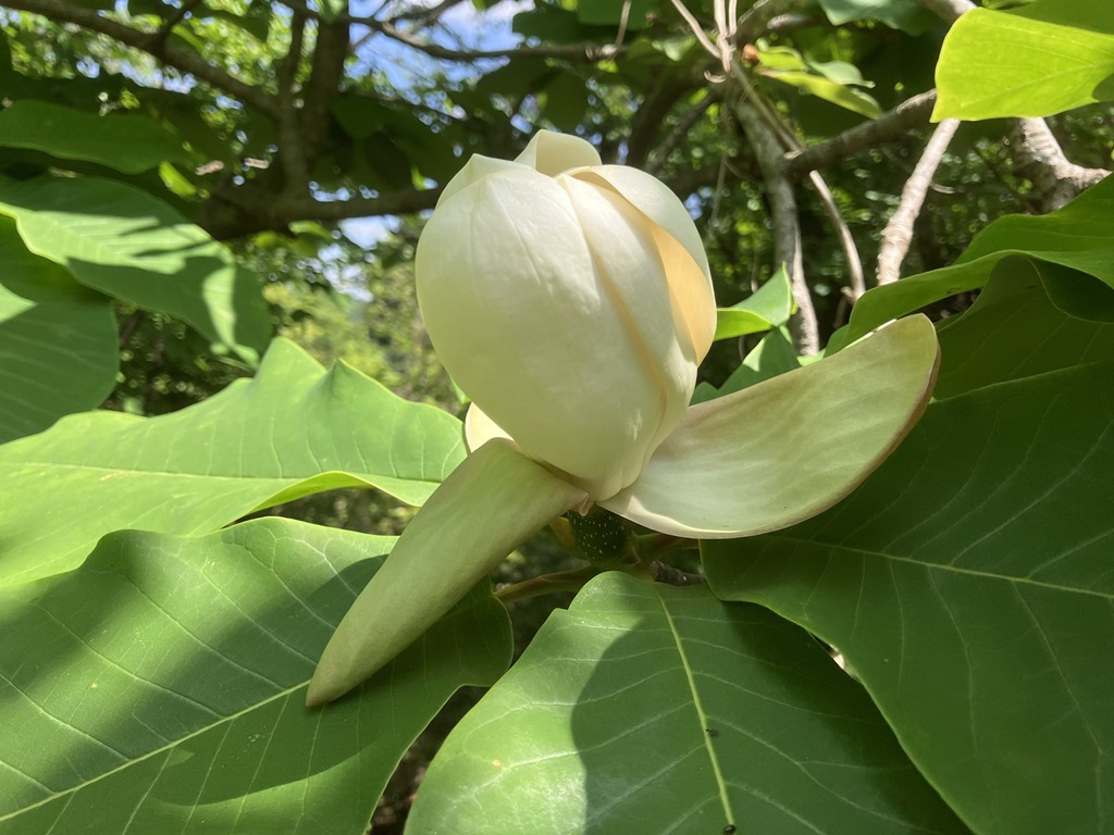 朴の木の花