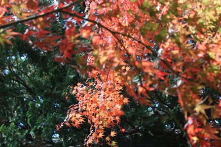 御岳山の紅葉