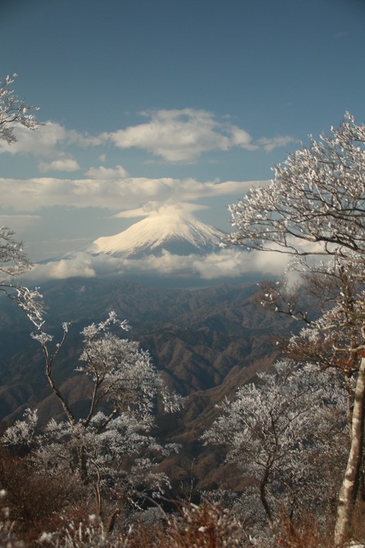 霧氷と富士