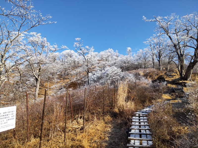 檜洞丸の霧氷
