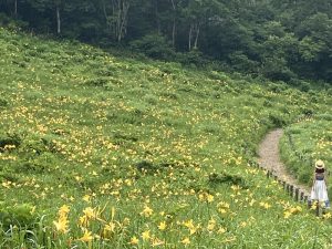 野反湖のニッコウキスゲ