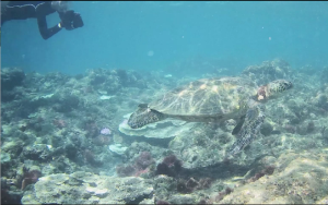 八丈のウミガメ