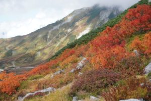 立山の紅葉