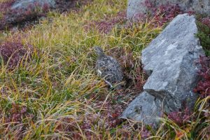 立山のライチョウ