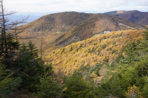 カラマツの黄葉