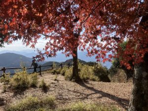 紅葉の景信山
