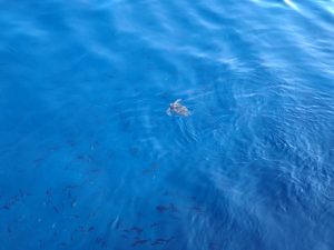 船から見られたウミガメ